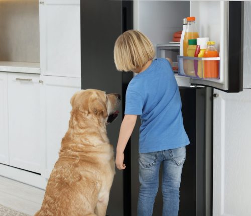 Little,Boy,And,Cute,Labrador,Retriever,Seeking,For,Food,In