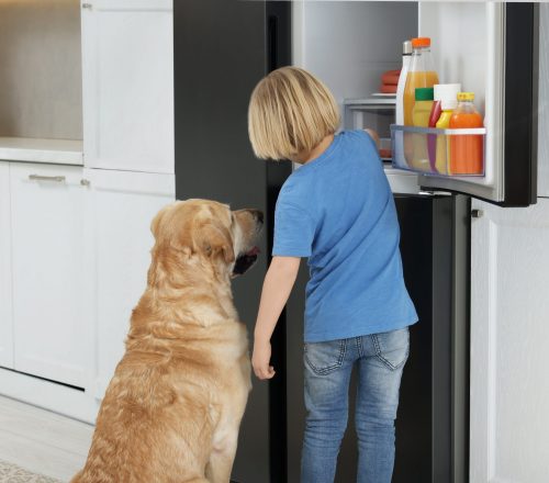 Little,Boy,And,Cute,Labrador,Retriever,Seeking,For,Food,In