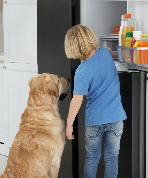 Little,Boy,And,Cute,Labrador,Retriever,Seeking,For,Food,In